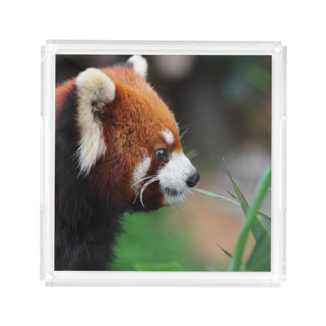 Red panda acrylic tray (Front)