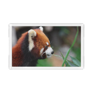 Red panda acrylic tray