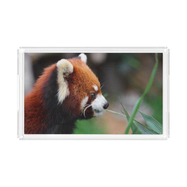 Red panda acrylic tray (Front)