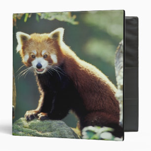 Red Panda Ailurus fulgens) Binder
