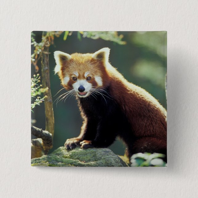 Red Panda Ailurus fulgens) Button (Front)