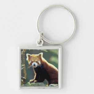 Red Panda Ailurus fulgens) Keychain