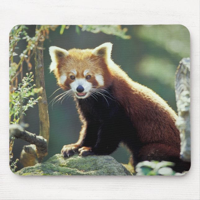 Red Panda Ailurus fulgens) Mouse Pad (Front)