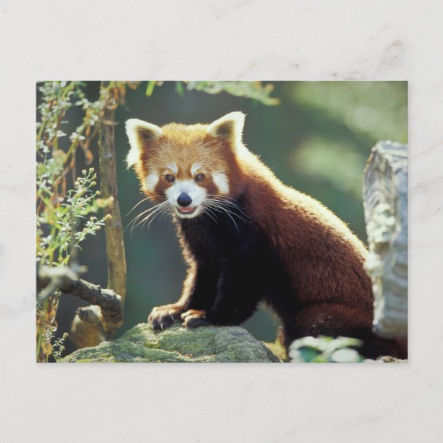 Red Panda Ailurus fulgens) Postcard (Front)