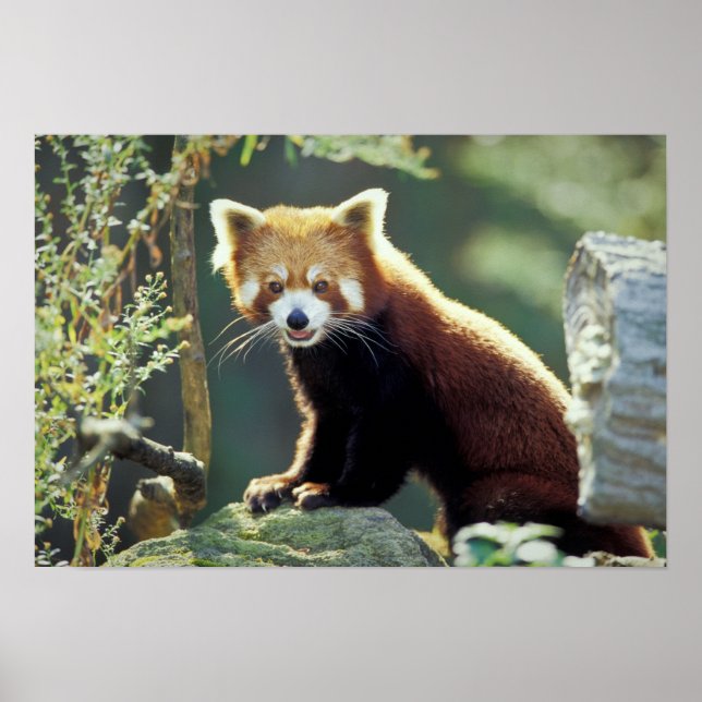 Red Panda Ailurus fulgens) Poster (Front)