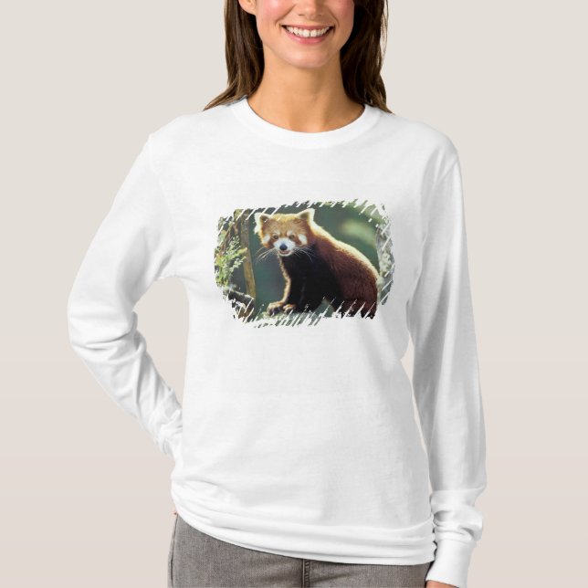 Red Panda Ailurus fulgens) T-Shirt (Front)