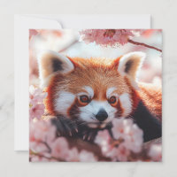 Red Panda Among Cherry Blossoms