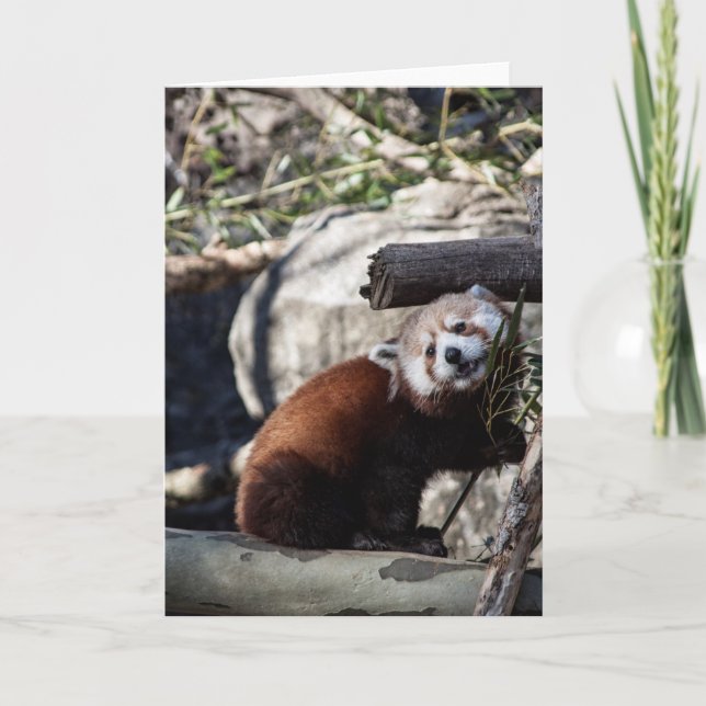 Red Panda and Bamboo Card (Front)