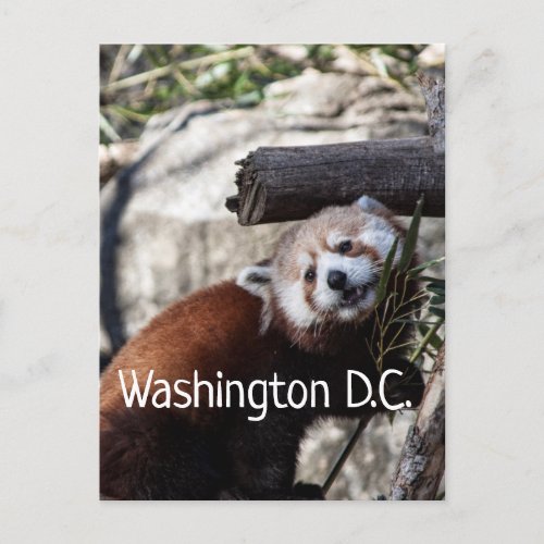 Red Panda and Bamboo Washington DC Postcard
