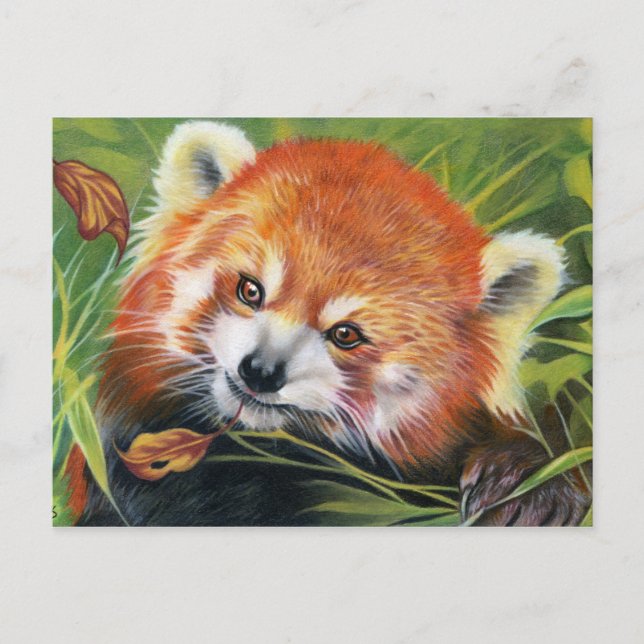 Red Panda animal art postcard (Front)