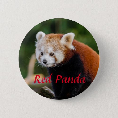 Red Panda Animal Photography Button