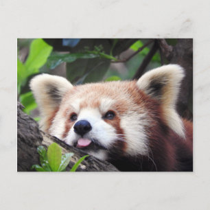 Red Panda Announcement Postcard