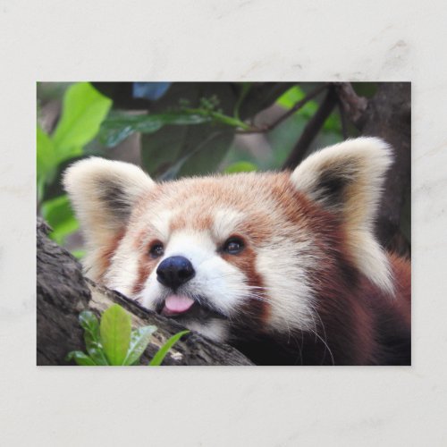 Red Panda Announcement Postcard