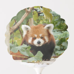 Red Panda Balloon