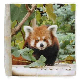 Red Panda Bandana