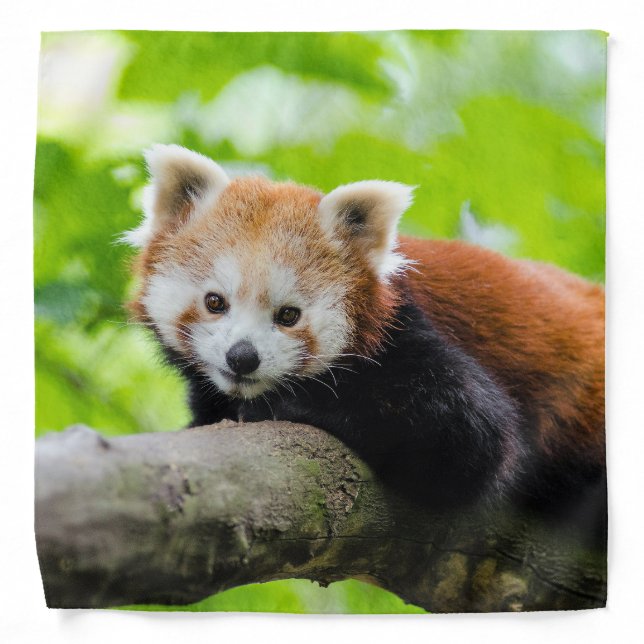 Red Panda  Bandana (Front)