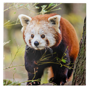 Red Panda Bear Ceramic Tile
