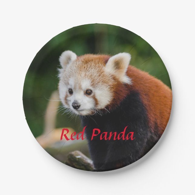 Red Panda Bear Paper Plates (Front)