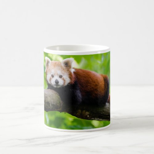 Red Panda Bear photo Coffee Mug