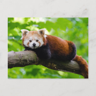 Red Panda Bear photo  Postcard