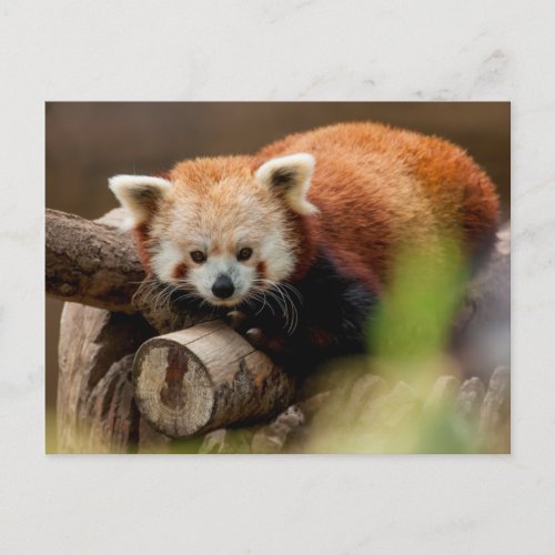 Red Panda Bear Postcard