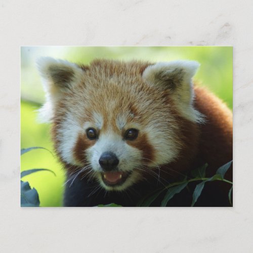 Red Panda Bear Postcard