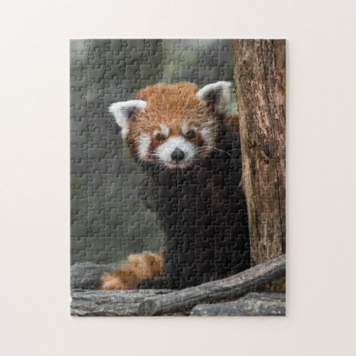 Red Panda Bear Wild Nature Bamboo Forest Scenery Jigsaw Puzzle