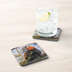 Red panda beverage coaster