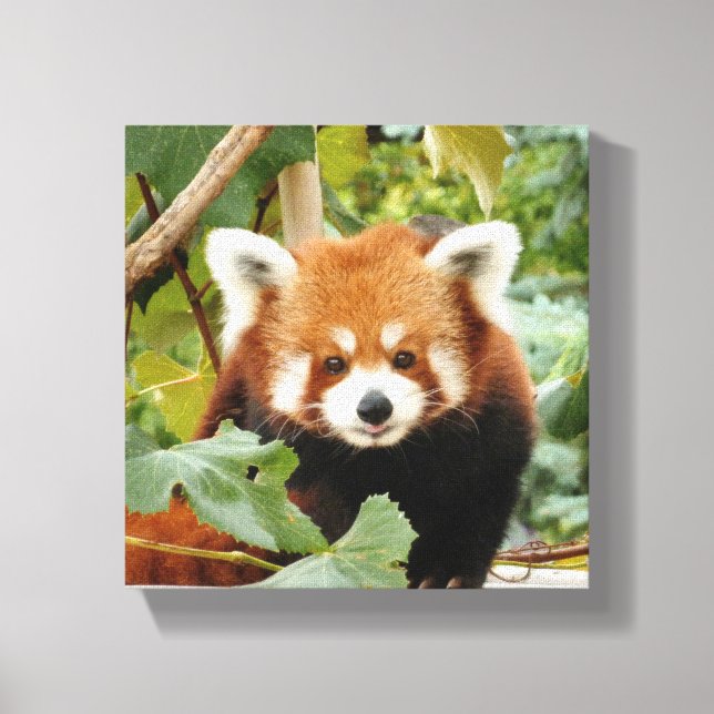 Red Panda Canvas Print (Front)