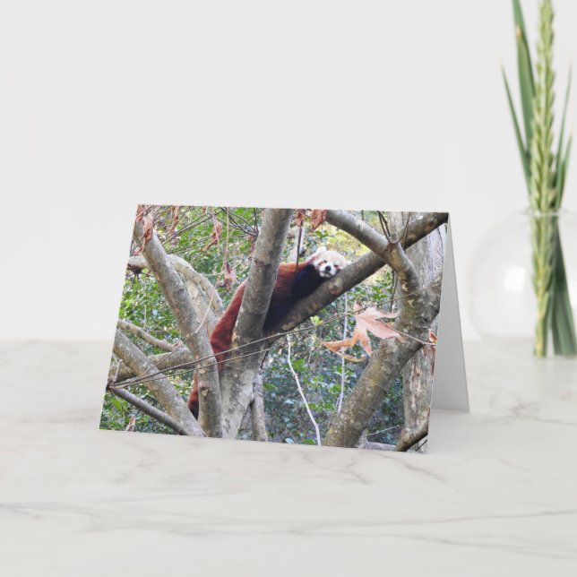 Red Panda Card (Front)