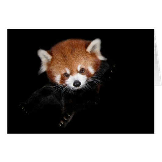 Red Panda Cards (Front Horizontal)