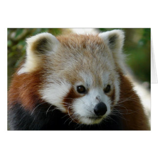 Red Panda Cards