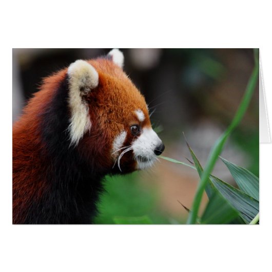 Red panda cards (Front Horizontal)