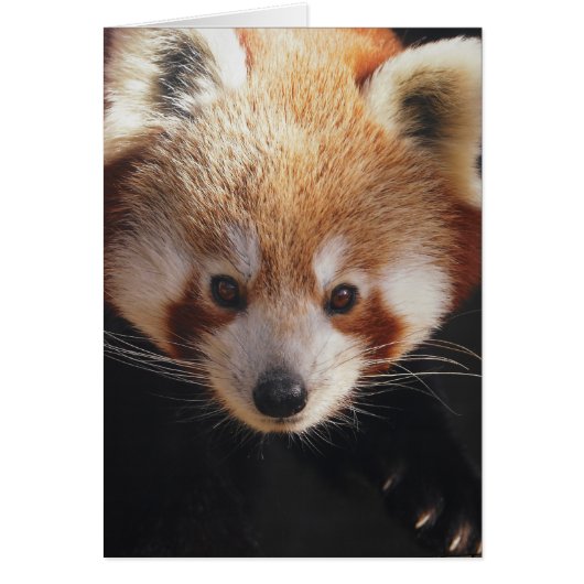 red panda cards (Front)