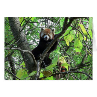 Red Panda Cards