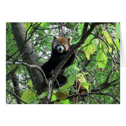 Red Panda Cards