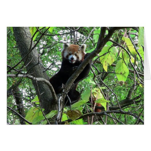 Red Panda Cards (Front Horizontal)