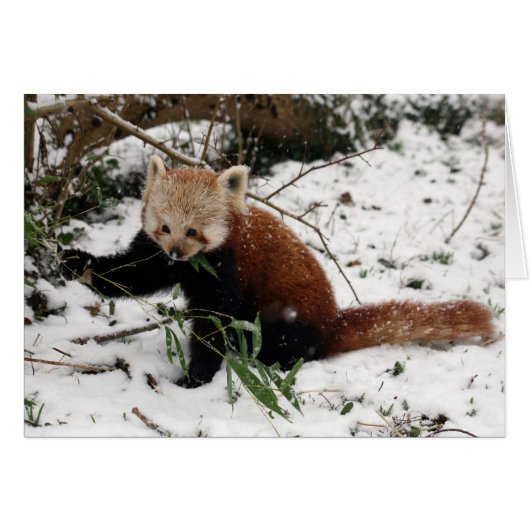Red panda cards (Front Horizontal)