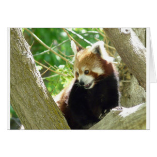 red panda cards
