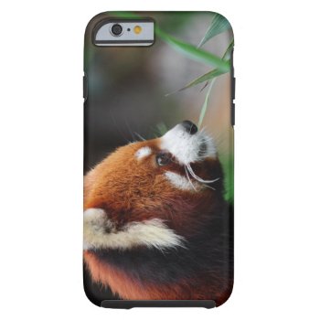 Red Panda Tough Iphone 6 Case by wildlifecollection at Zazzle