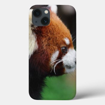 Red Panda Iphone 13 Case by wildlifecollection at Zazzle