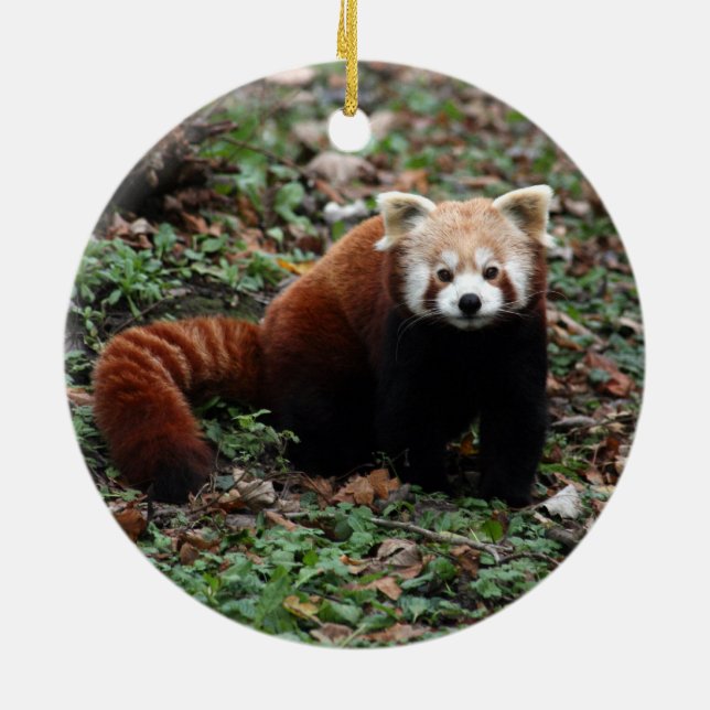 Red Panda Ceramic Ornament (Back)