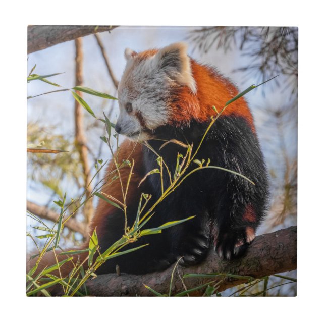 Red panda ceramic tile (Front)