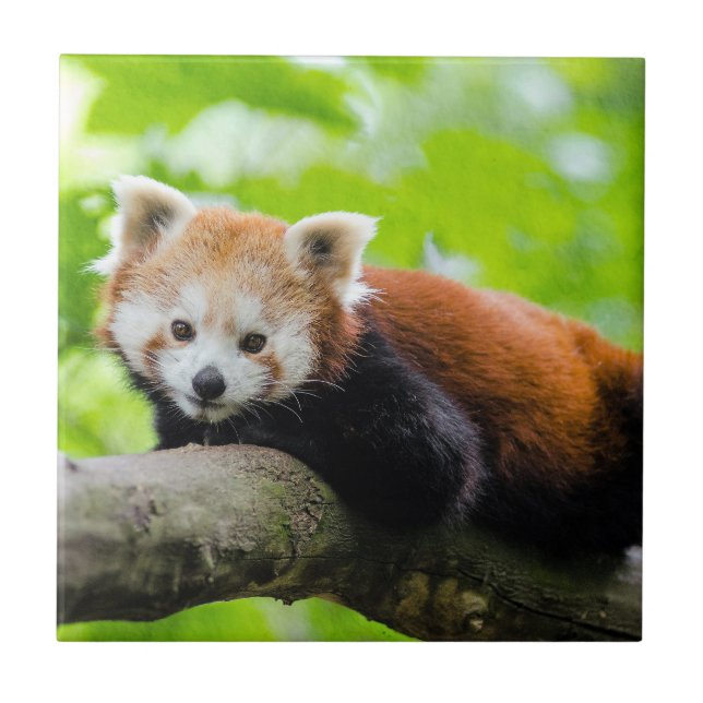 Red Panda  Ceramic Tile (Front)