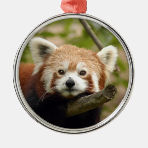 Red Panda Christmas Ornament