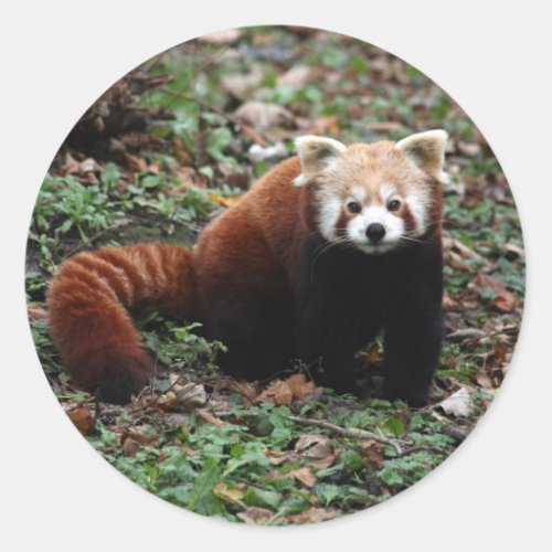 Red Panda Classic Round Sticker