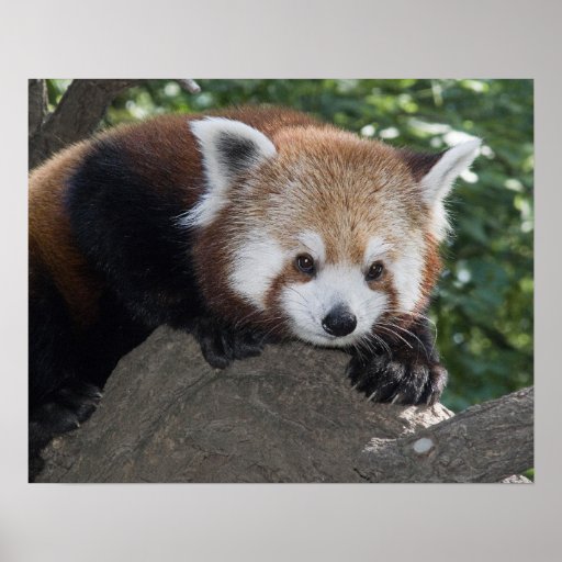 Red Panda close up poster | Zazzle