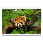 Red Panda Cub (Front Horizontal)
