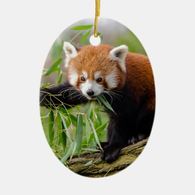 Red Panda Eating Green Leaf Ceramic Ornament (Front)