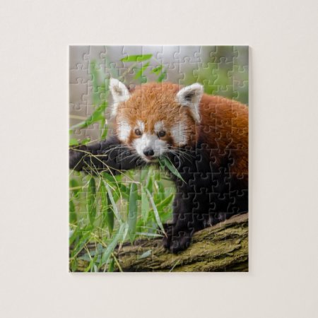 Red Panda Eating Green Leaf Jigsaw Puzzle